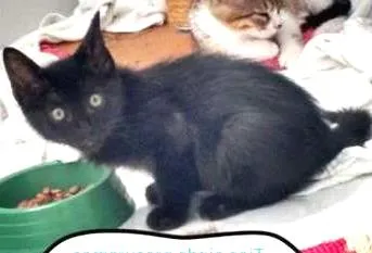 Gato raça Sem raça definida idade Abaixo de 2 meses nome Pedrinho, Gabriel e
