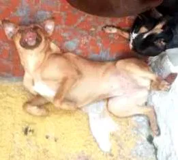 Cachorro raça SRD idade 1 ano nome Melissa Mel