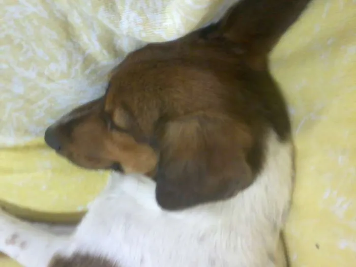 Cachorro ra a sem raça definida idade 1 ano nome chaves