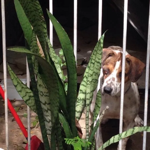 Cachorro raça Vira lata idade  nome Varios