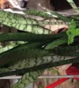 Varios