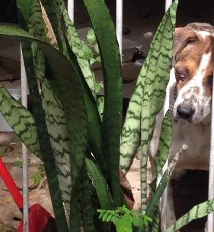Cachorro raça Vira lata idade  nome Varios