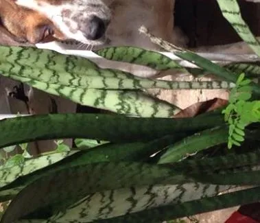 Cachorro raça Vira lata idade  nome Varios