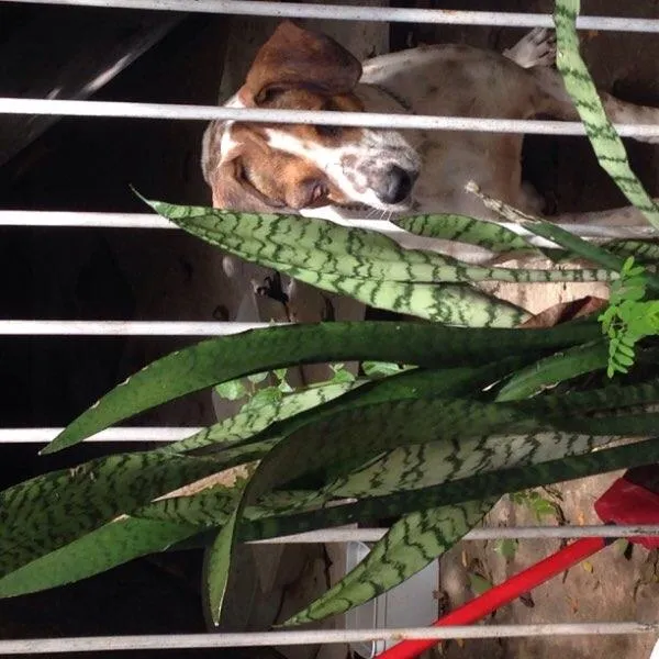 Cachorro raça Vira lata idade  nome Varios