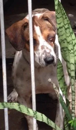 Cachorro raça Vira lata idade  nome Varios