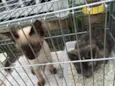 Gatinhos