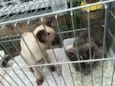Gatinhos