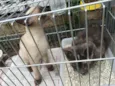 Gatinhos