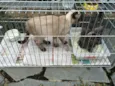 Gatinhos
