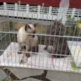 Gatinhos