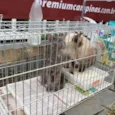 Gatinhos