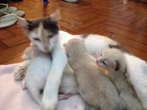 Gato raça  idade  nome Branca e Malhada