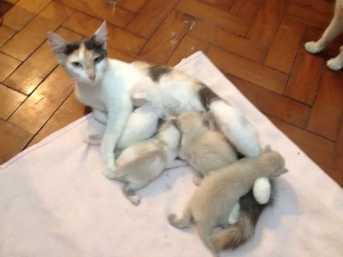 Gato ra a  idade  nome Branca e Malhada