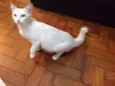 Branca e Malhada