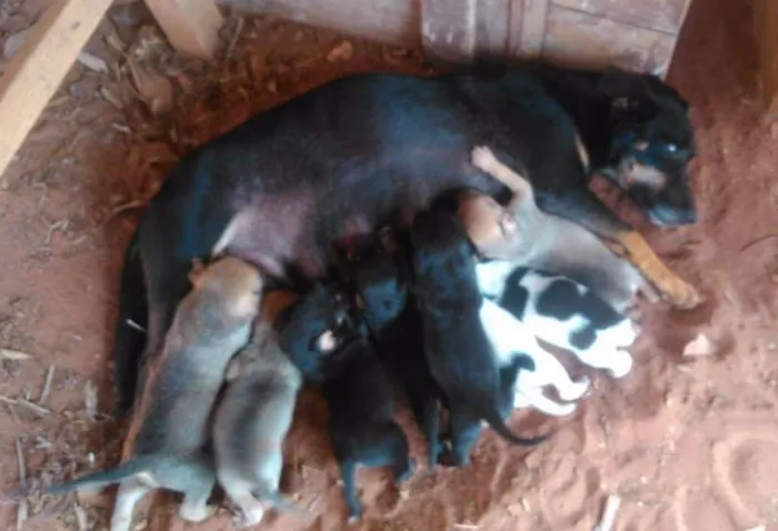 Cachorro raça Vira-lata idade Abaixo de 2 meses nome Sem nomes