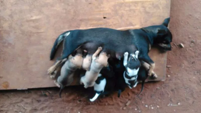 Cachorro raça Vira-lata idade Abaixo de 2 meses nome Sem nomes