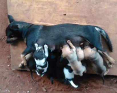 Cachorro raça Vira-lata idade Abaixo de 2 meses nome Sem nomes