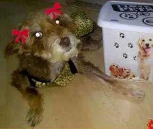 Cachorro raça SRD idade 2 anos nome Dengosinha