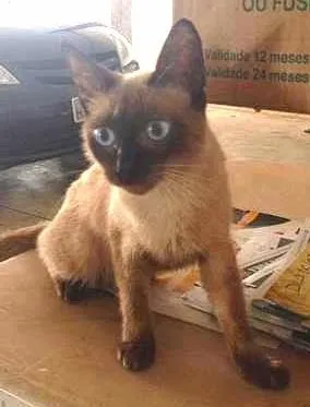 Gato raça Siamês idade 2 a 6 meses nome a escolher!