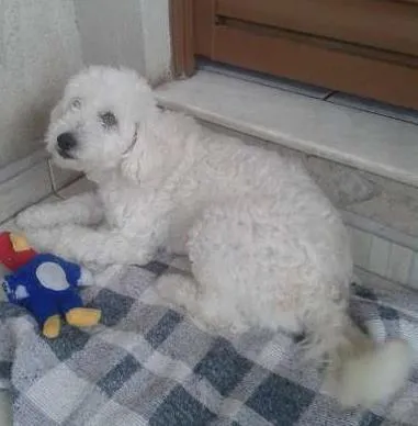 Cachorro raça Poodle idade 4 anos nome Jhones