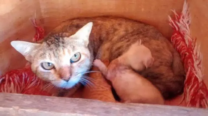 Gato ra a felino idade Abaixo de 2 meses nome Nao tem