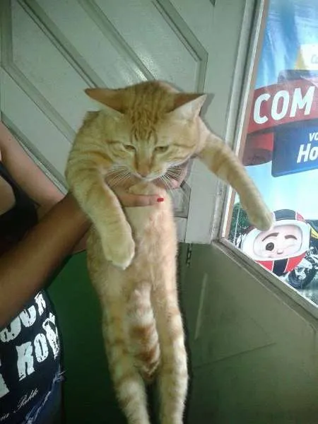 Gato ra a SRD idade 7 a 11 meses nome xani