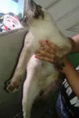 xani junior