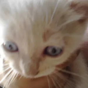 Gato raça srd idade Abaixo de 2 meses nome sem nome
