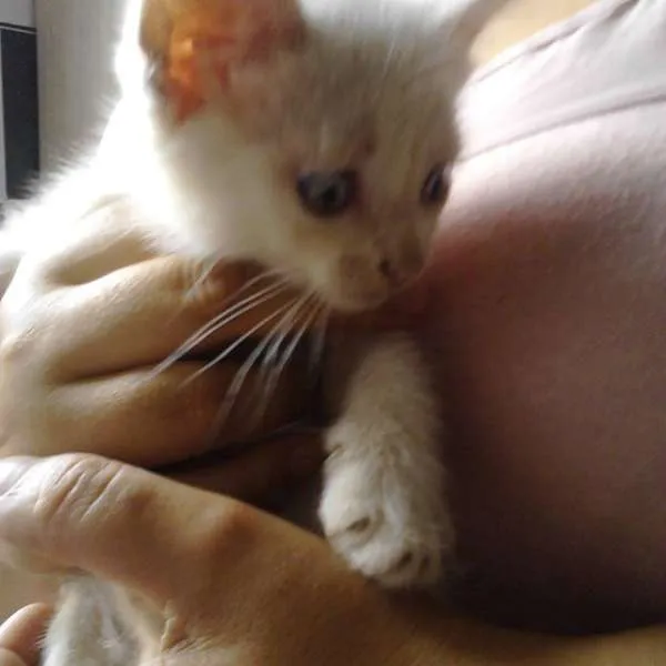 Gato ra a SRD idade Abaixo de 2 meses nome sem nome