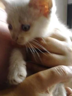 Gato raça SRD idade Abaixo de 2 meses nome sem nome