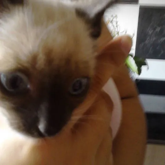 Gato ra a SRD idade Abaixo de 2 meses nome sem nome