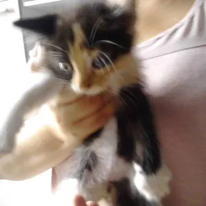 Gato raça SRD idade Abaixo de 2 meses nome sem nome