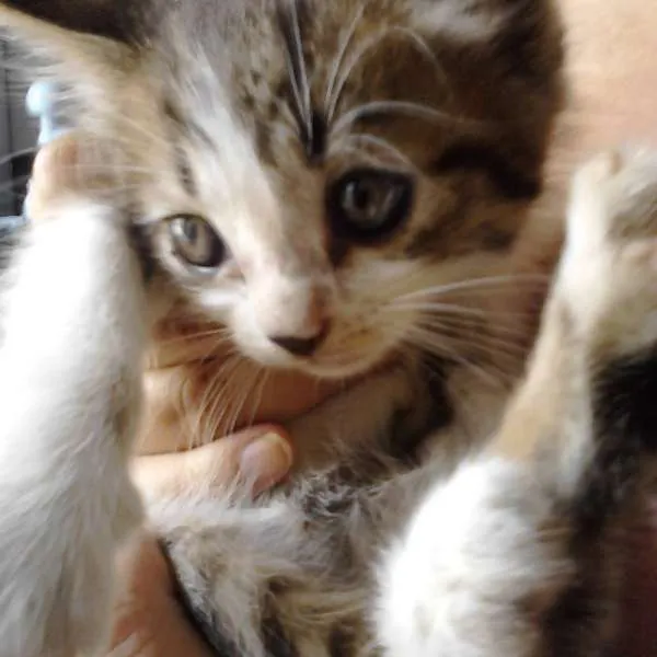 Gato ra a SRD idade Abaixo de 2 meses nome sem nome
