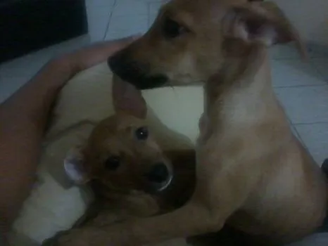 Cachorro raça SRD idade 7 a 11 meses nome Théo