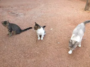 Gato raça Srd idade 2 a 6 meses nome Sem nome
