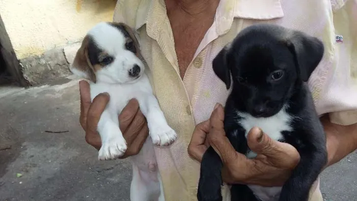 Cachorro ra a SRD idade Abaixo de 2 meses nome NEGUINHA E BRANQUINHO