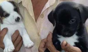 Cachorro raça SRD idade Abaixo de 2 meses nome NEGUINHA E BRANQUINHO