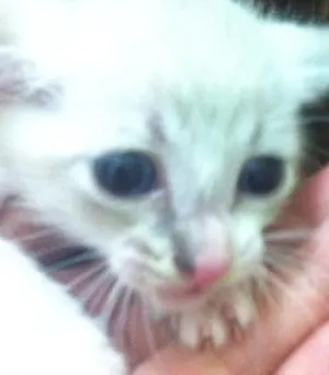 Gato raça SRD idade Abaixo de 2 meses nome Jujuba