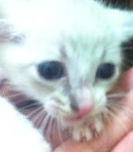 Gato ra a SRD idade Abaixo de 2 meses nome Jujuba