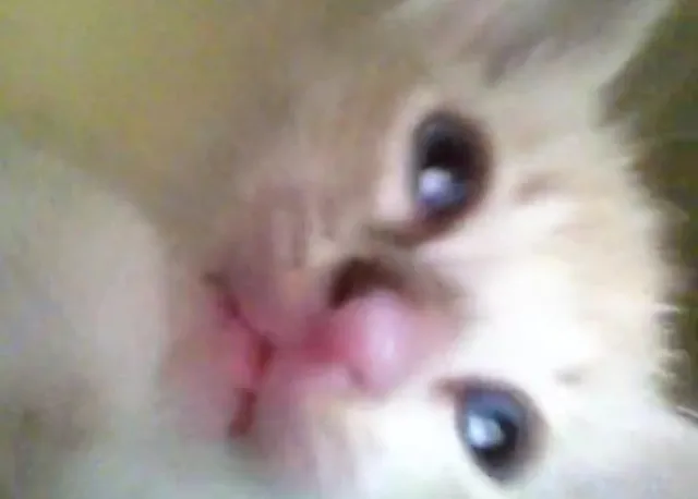 Gato ra a SRD idade Abaixo de 2 meses nome Jujuba