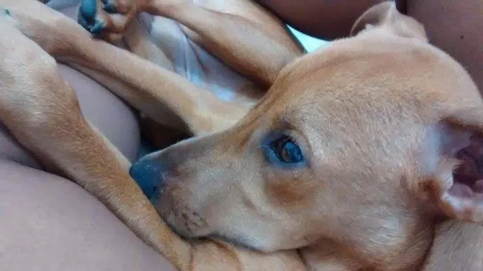 Cachorro ra a vira-lata idade 7 a 11 meses nome Kira