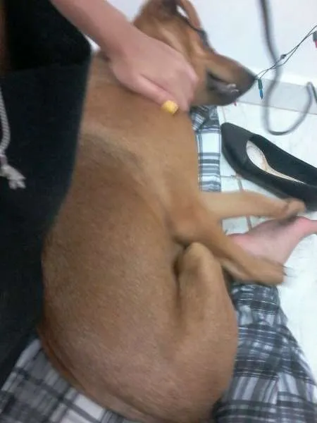 Cachorro ra a vira-lata idade 7 a 11 meses nome Kira