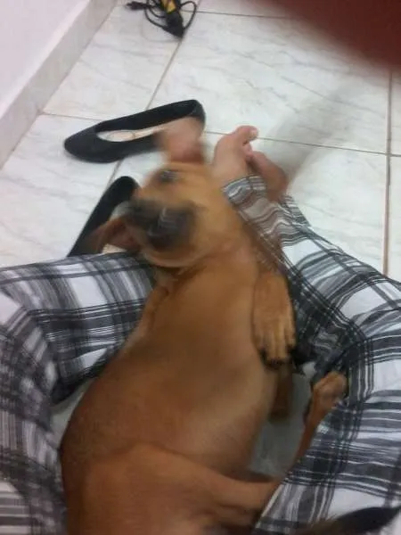 Cachorro ra a vira-lata idade 7 a 11 meses nome Kira