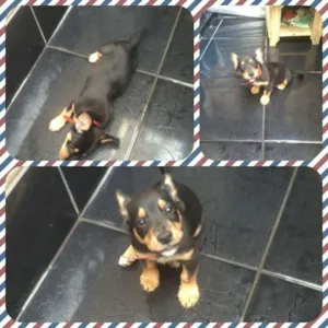 Cachorro raça SRD idade 2 a 6 meses nome scooby