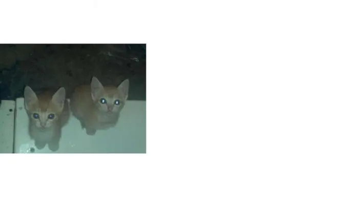 Gato ra a  idade 2 a 6 meses nome sem nome