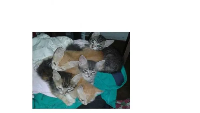 Gato ra a  idade 2 a 6 meses nome sem nome