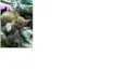 sem nome