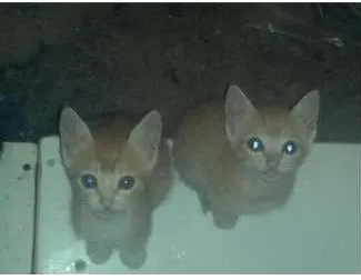 Gato ra a  idade 2 a 6 meses nome sem nome