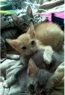 Gato raça  idade 2 a 6 meses nome sem nome