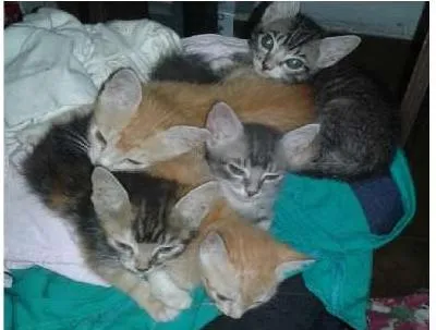 Gato ra a  idade 2 a 6 meses nome sem nome